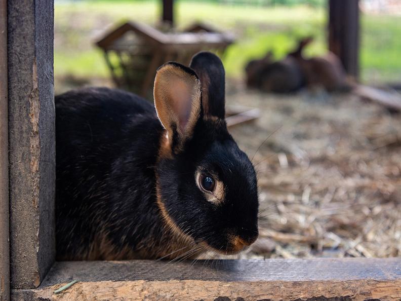 Image 5 - Pet Therapy