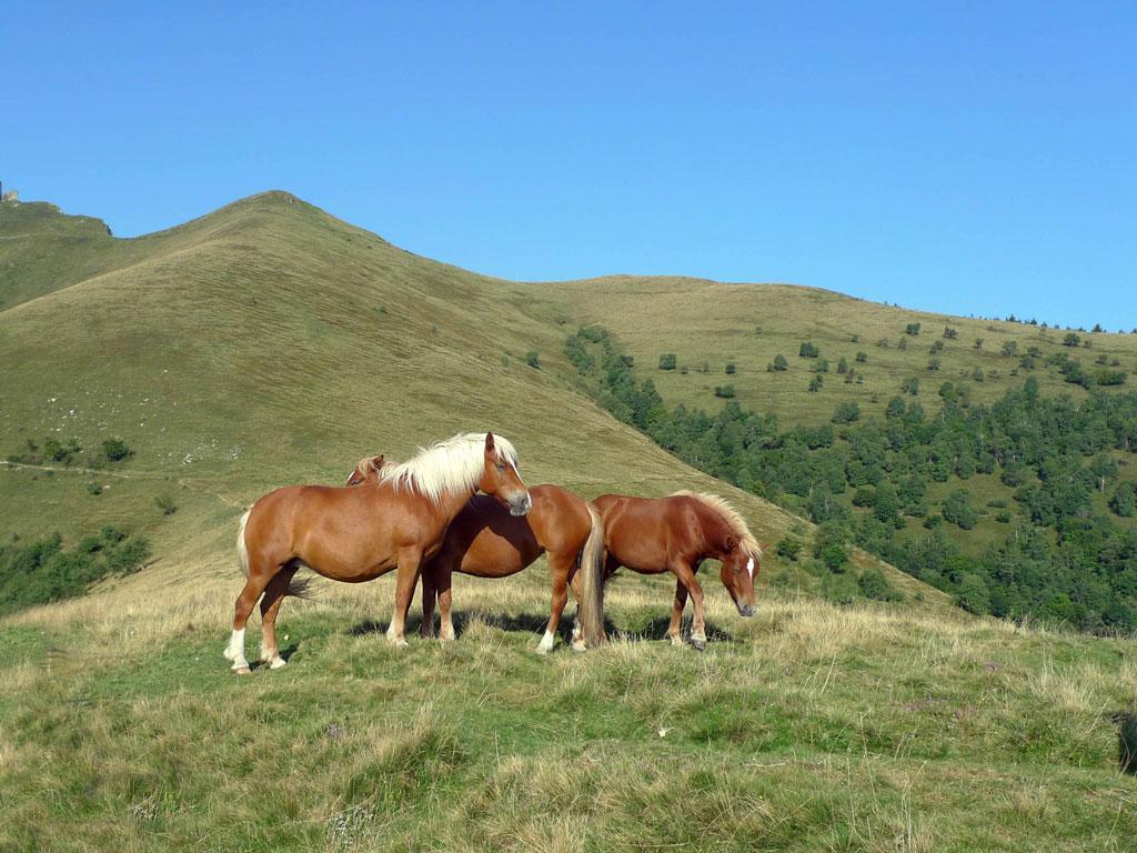 Image 2 - The wild horses of Monte Bisbino