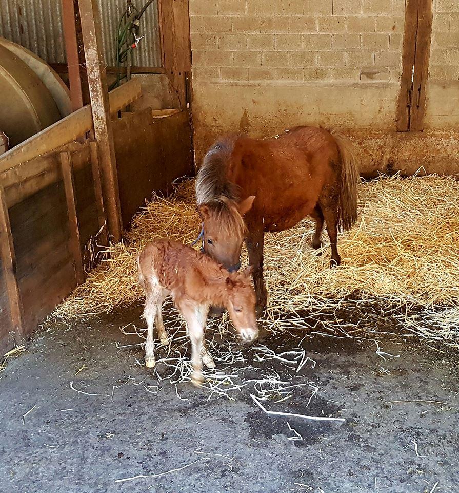 Image 1 - Scuderia Sassengo