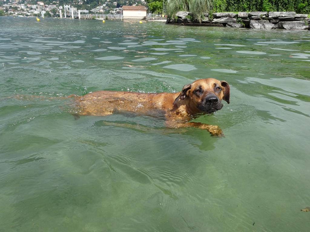 Image 6 - Miralago Camping & Palmbeach-Resort