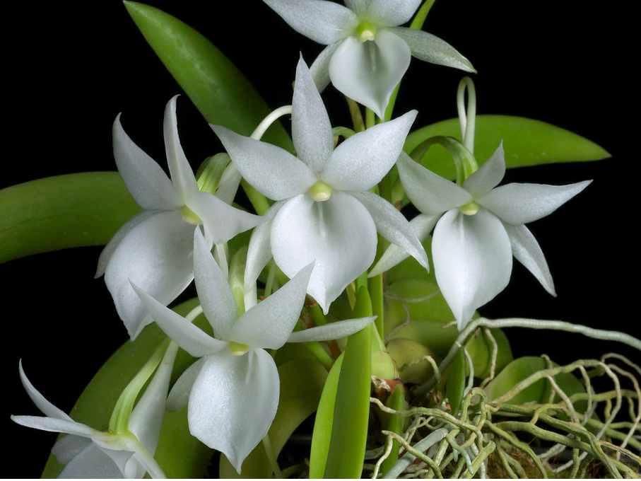 Image 4 - Orchidable