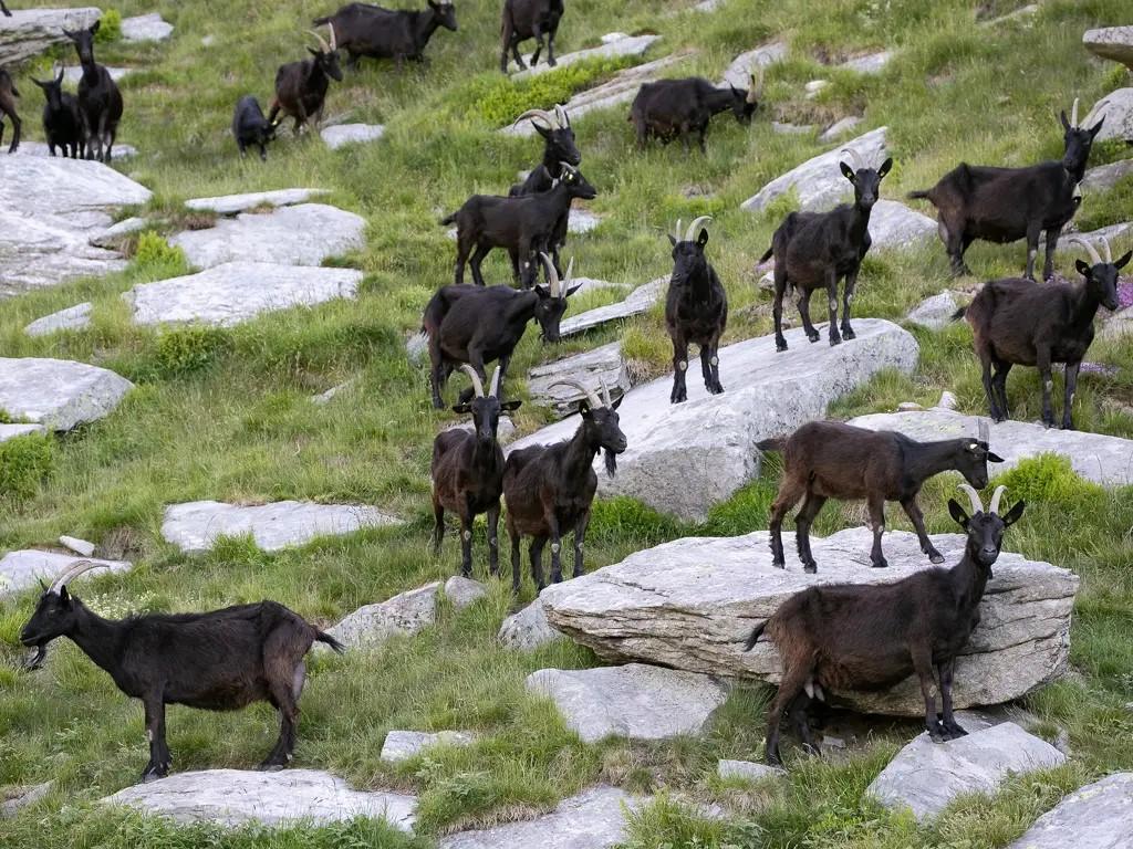 Image 6 - Berghütte Nimi