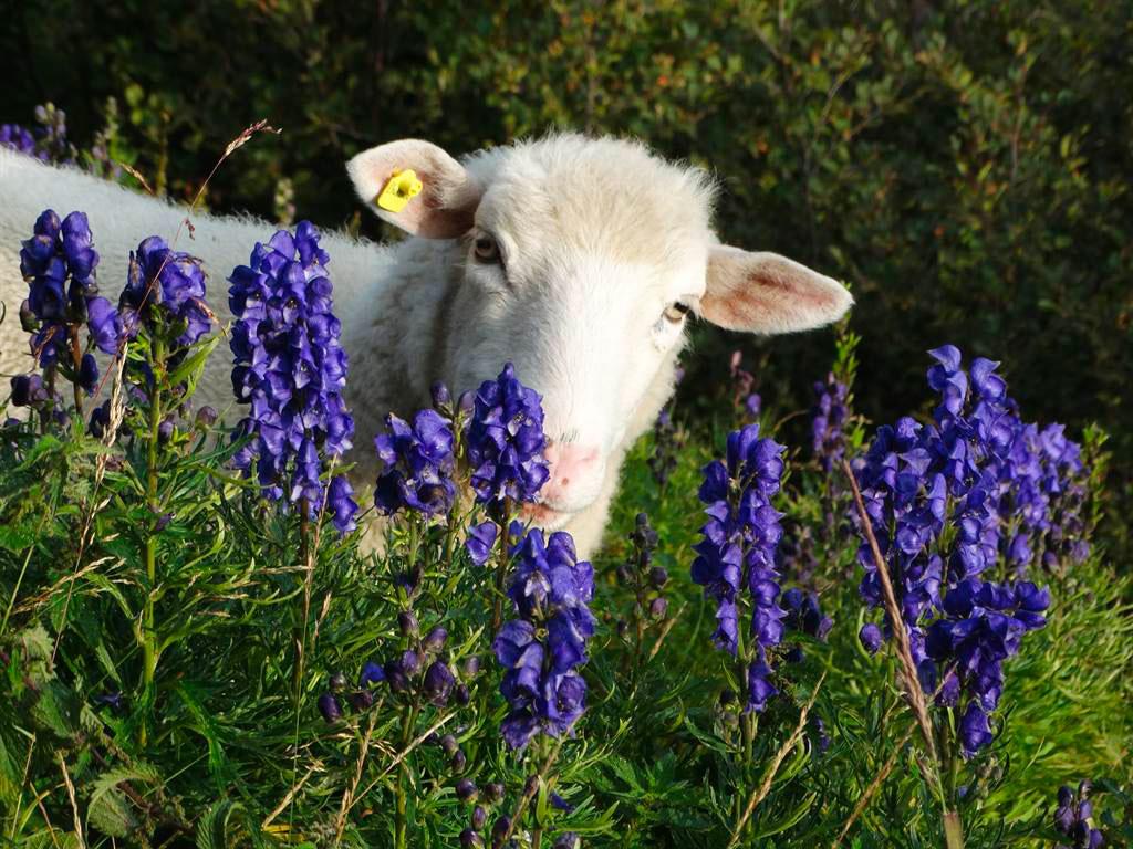 Image 34 - Capanna Tamaro