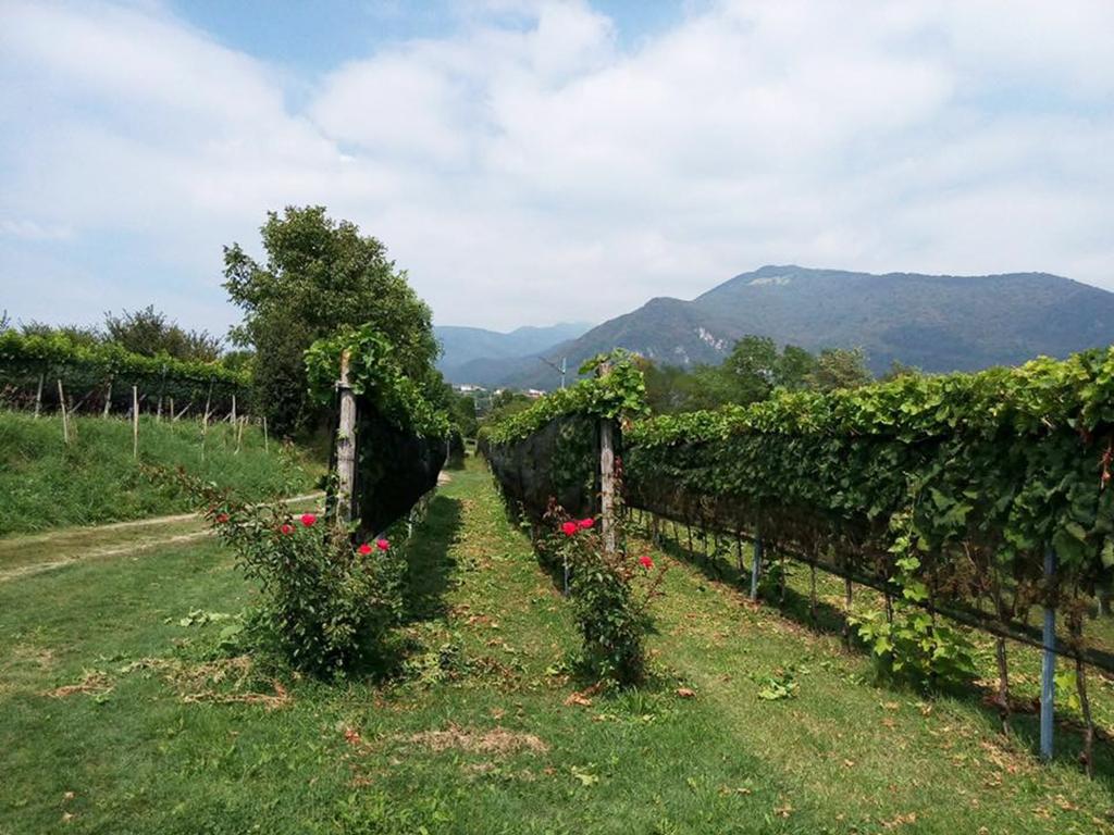 Image 0 - Tenuta Vitivinicola Trapletti SA