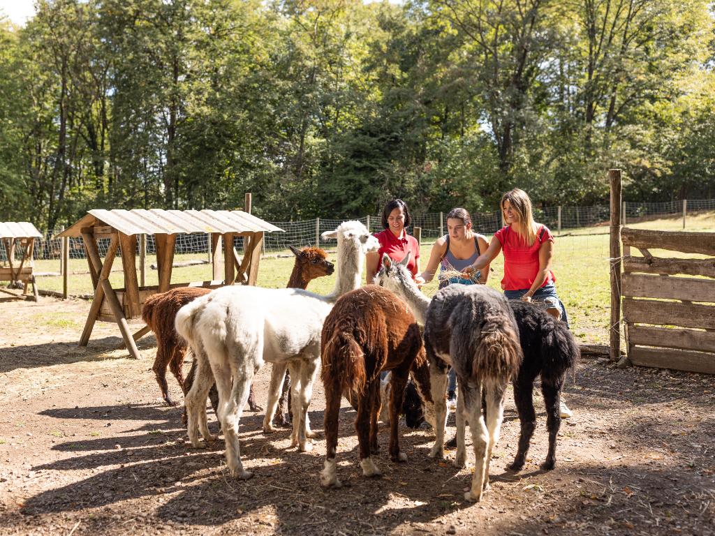 Image 3 - Alpaka-Trekking im UNESCO-Park Monte San Giorgio