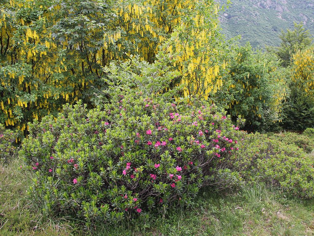 Image 3 - Waldreservat Bosco Sacro di Mergugno