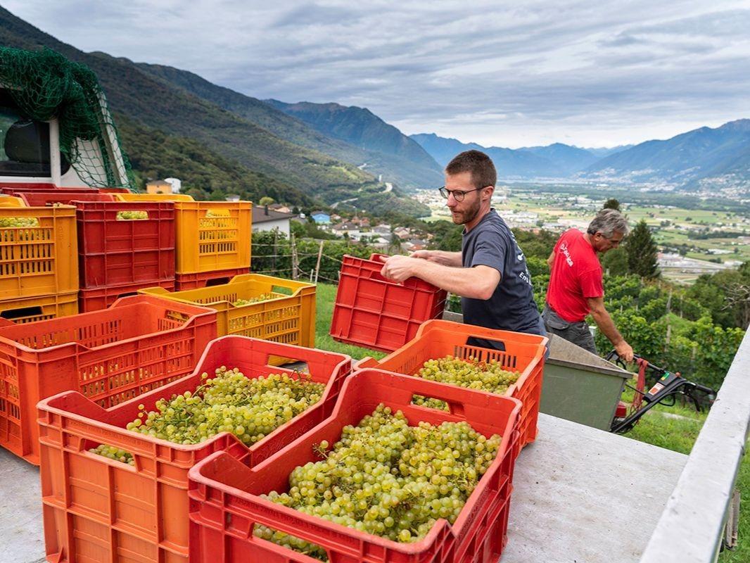 Image 6 - Cagi - Cantina Giubiasco SA