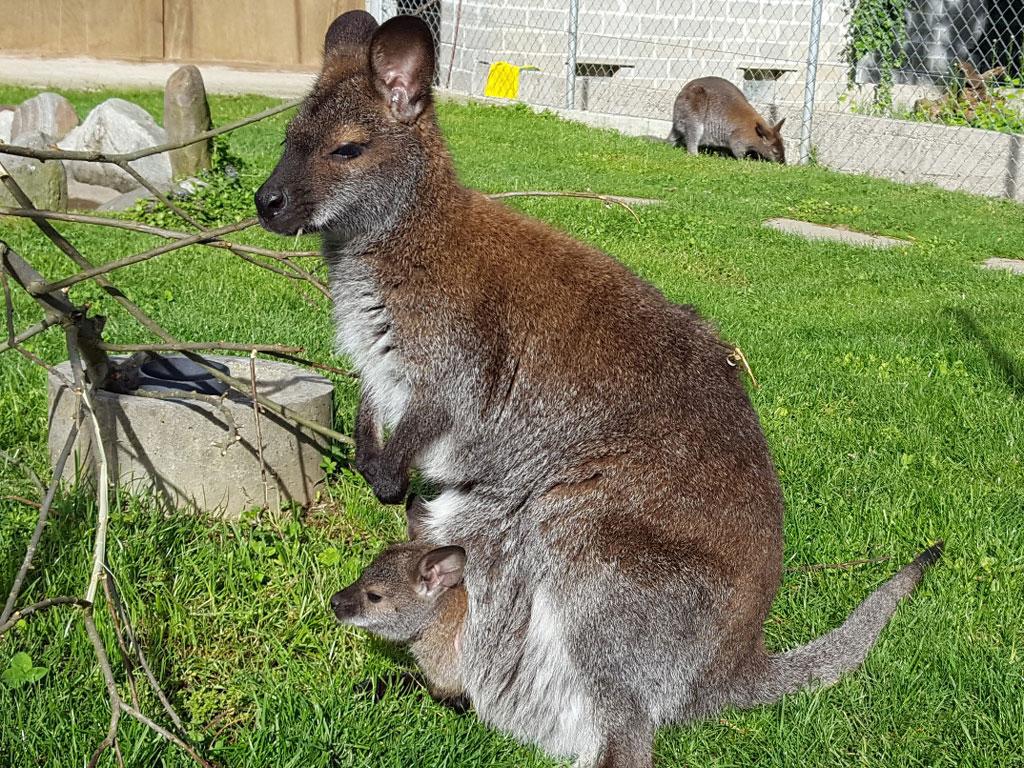 Image 8 - Zoo Al Maglio