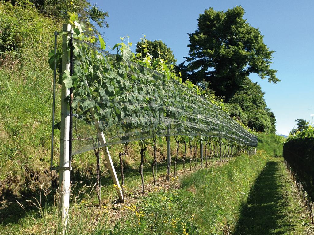 Image 2 - Wine cellar Fratelli Corti SA