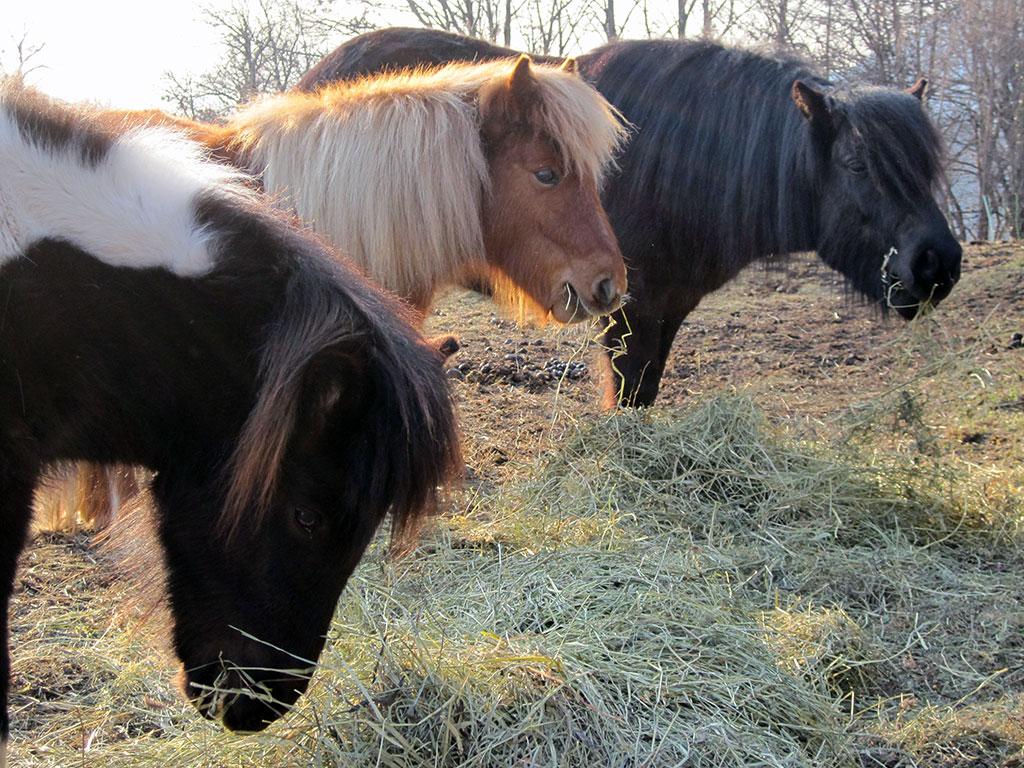 Image 2 - Agriturismo Ristoro ai Gelsi