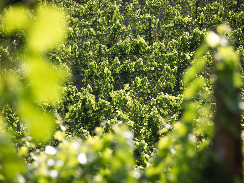 Image 4 - Cantina Blass