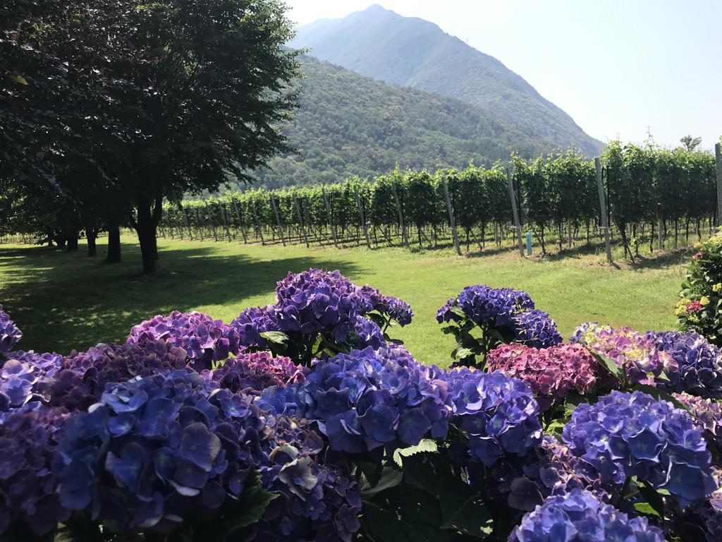 Image 1 - Cave vinicole il Cavaliere 