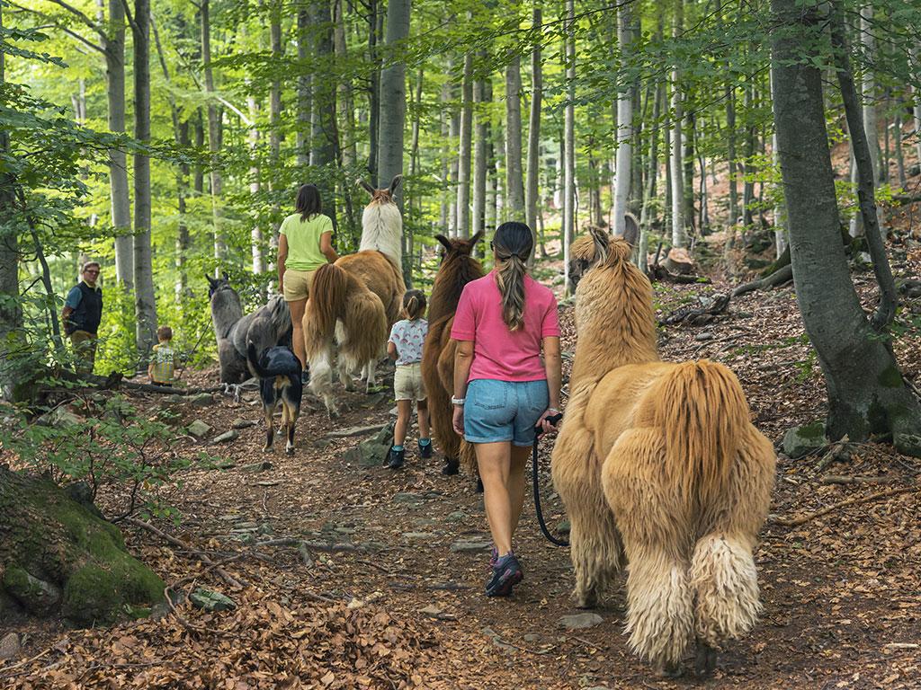 Image 3 - Lamatrekking Ticino