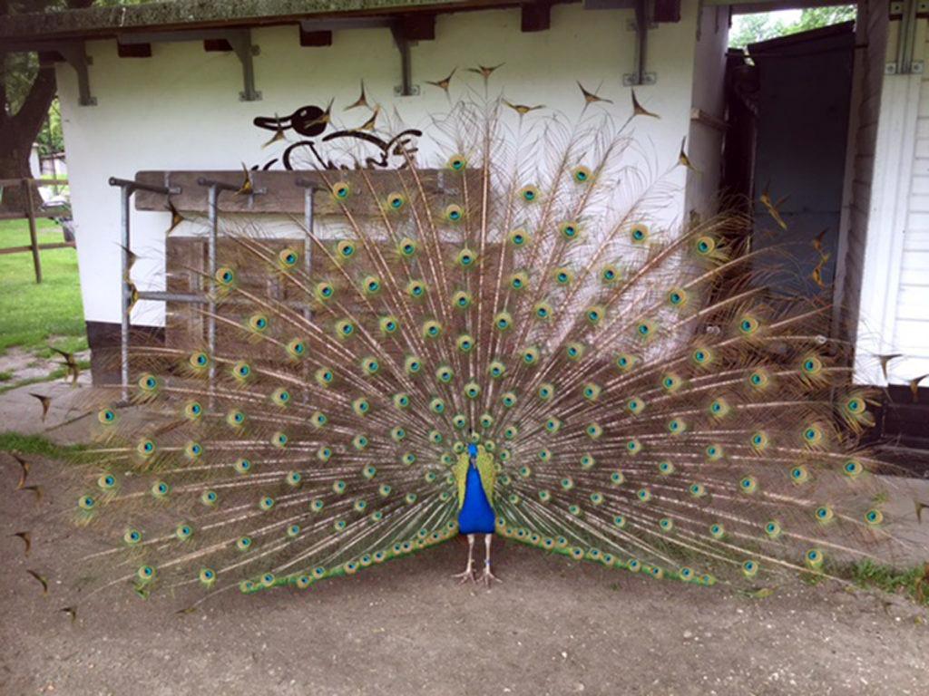 Image 1 - Polo Agricolo - Laboratorio Incontro 2