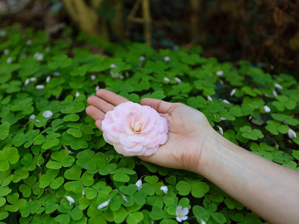 Image 4 - Botanical garden of Gambarogno