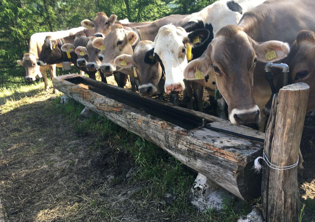 Image 4 - Azienda agricola Croce