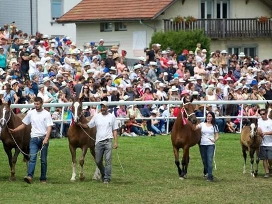 Image 5 - Passeggiate a cavallo per tutti - Allevamento Wyder