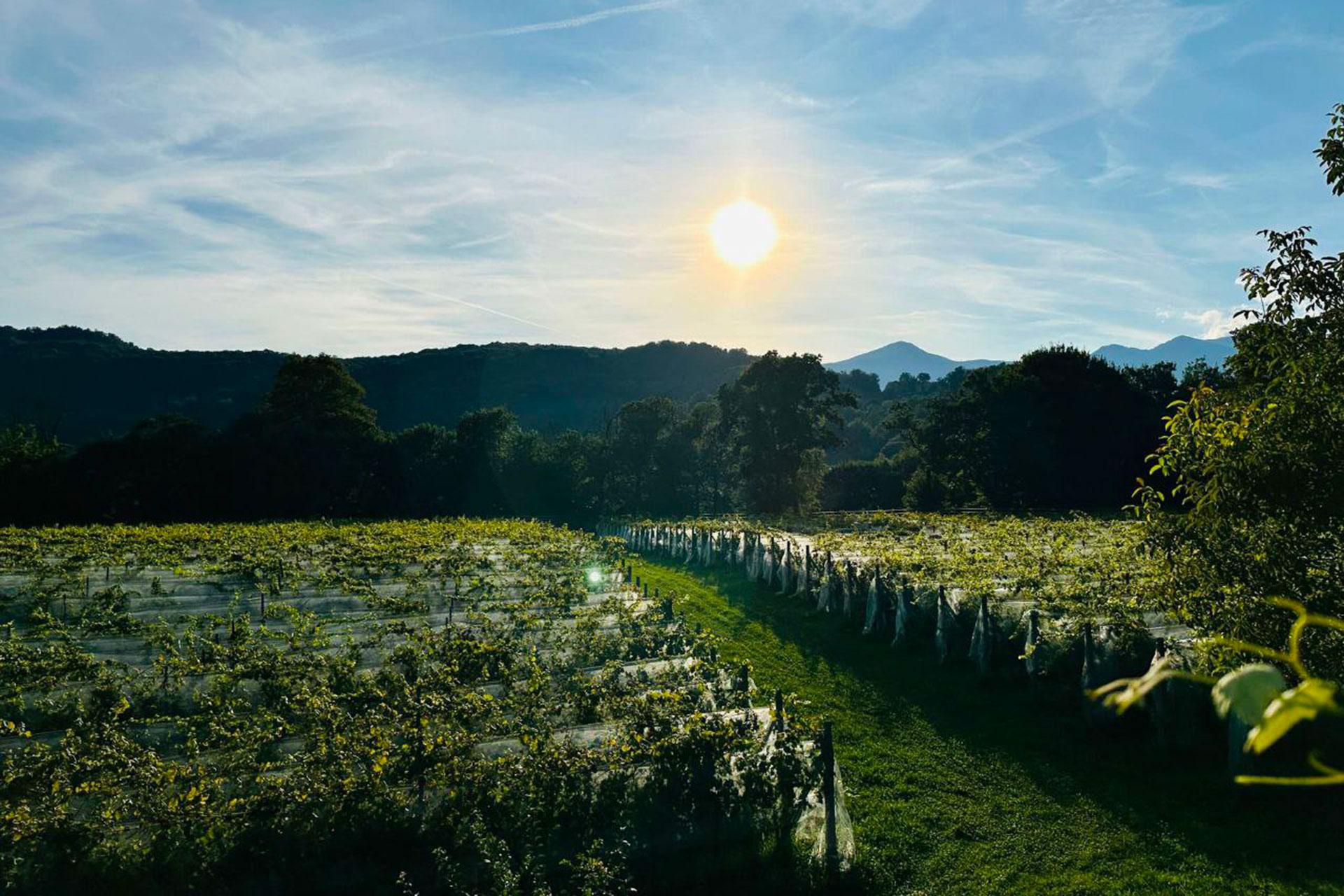 Image 0 - Vini Piazza