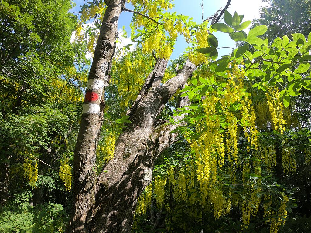 Image 9 - Waldreservat Bosco Sacro di Mergugno