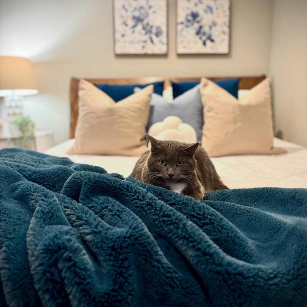 Home Staging + Pets: A Few Tips Before Listing Your Home
