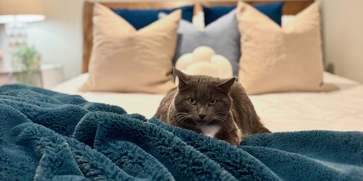 Home Staging + Pets: A Few Tips Before Listing Your Home