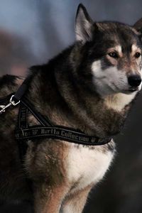 Godzilla x Kong: The New Empire