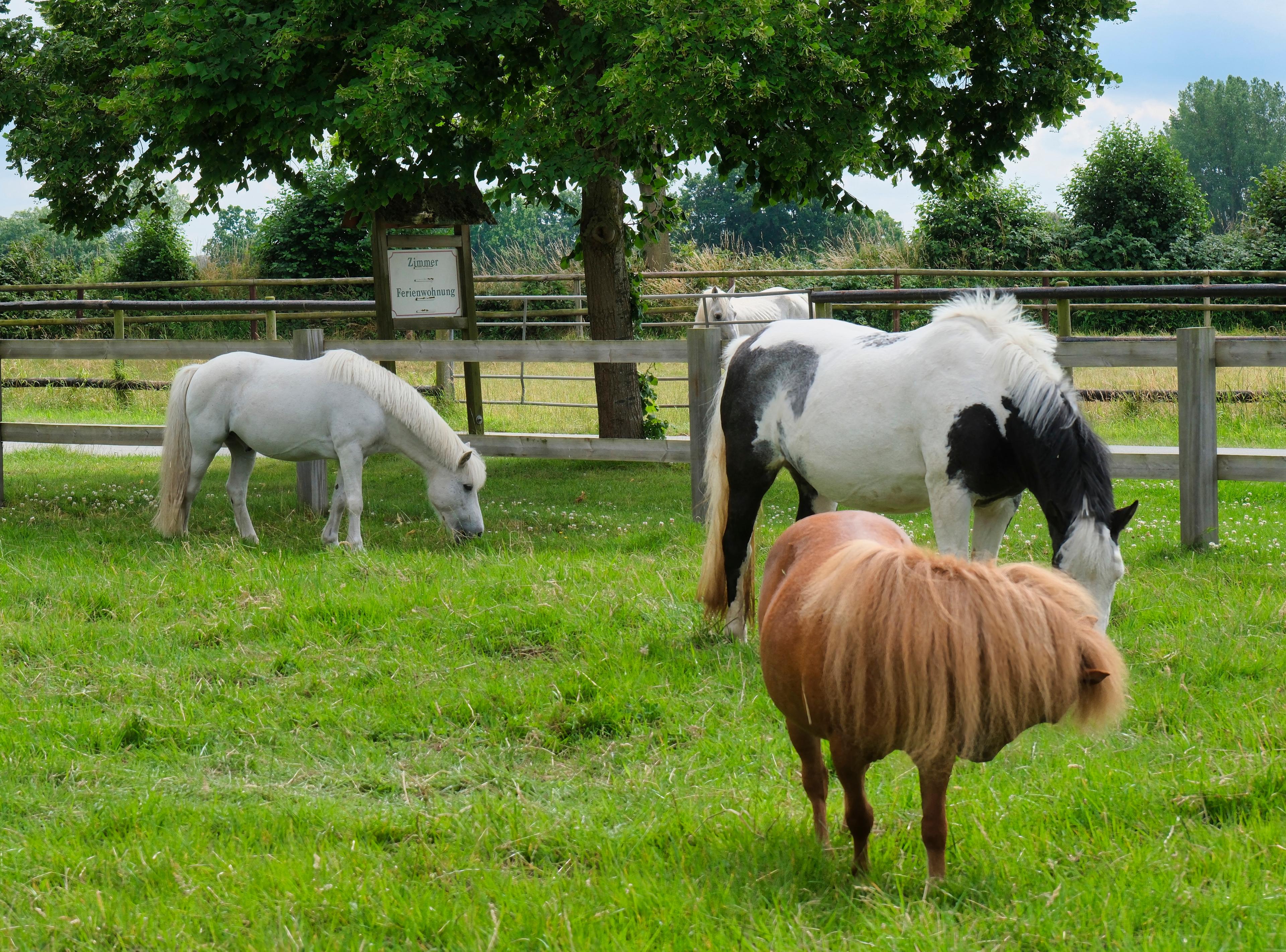 Drei Pferde, darunter ein Pony, grasen auf einer grünen Weide mit einem Baum im Hintergrund