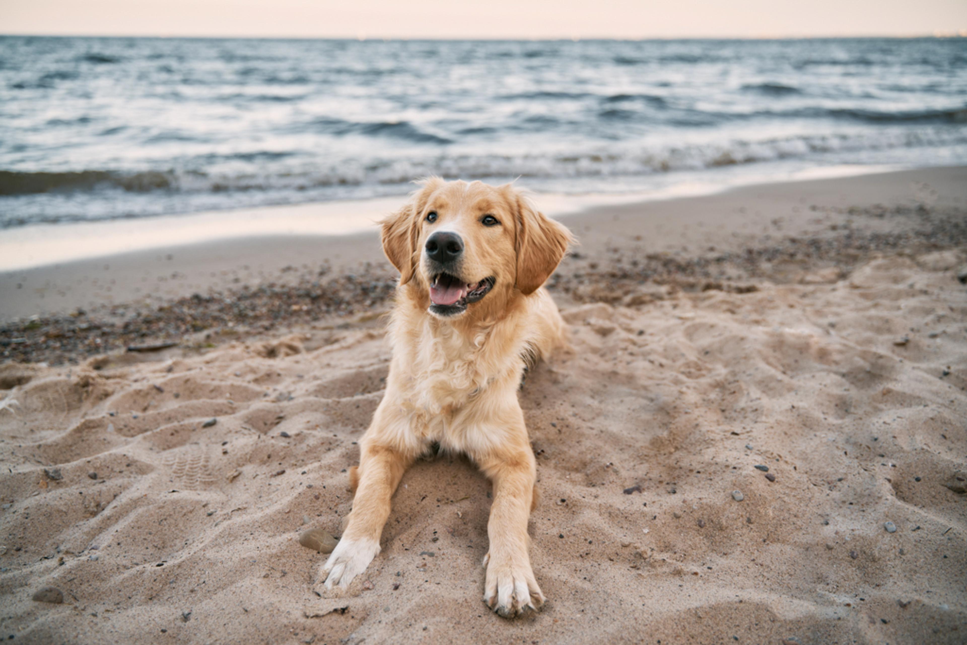 Ein Golden Retriever liegt entspannt am Sandstrand mit Blick auf das Meer im Hintergrund