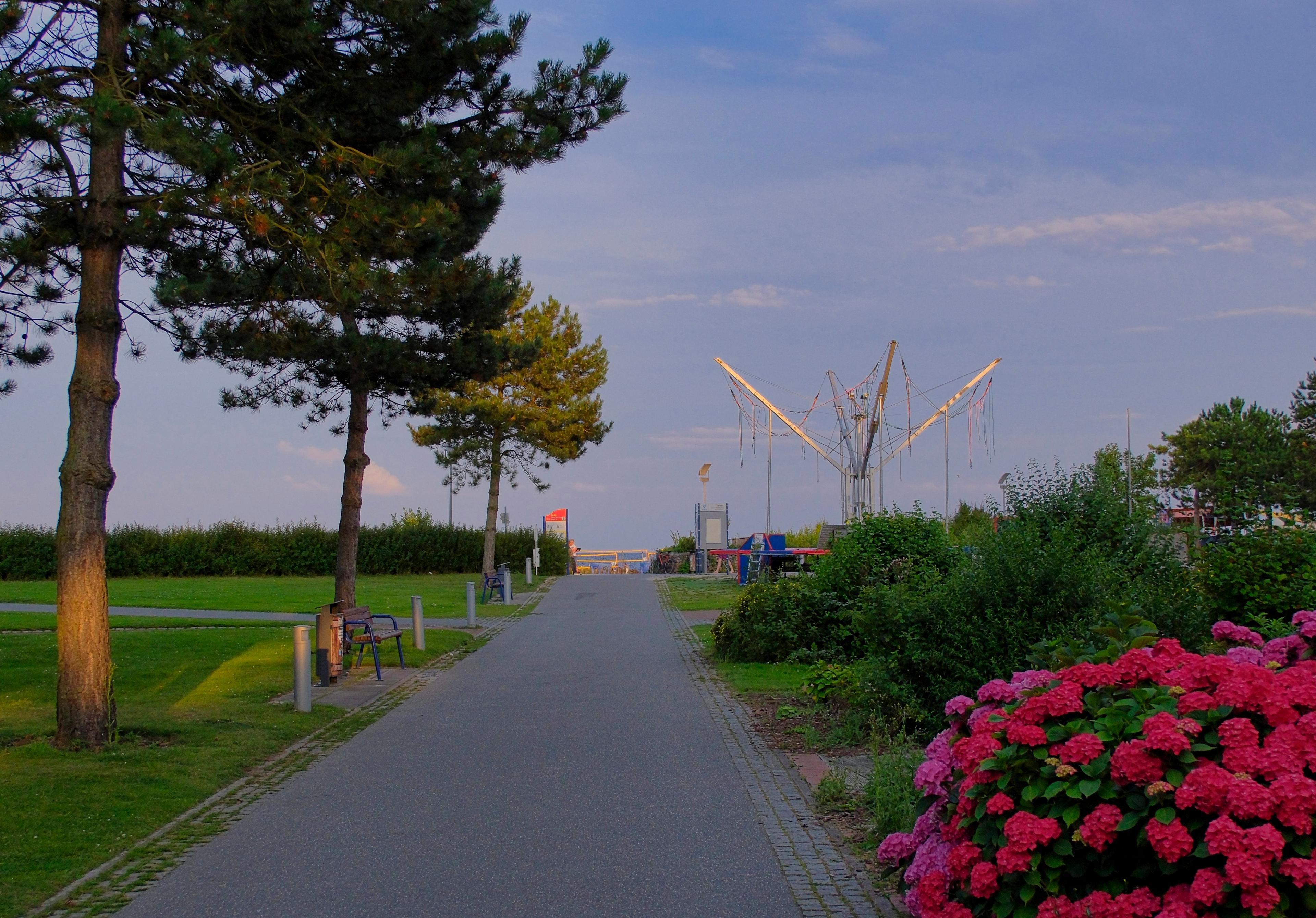 Ein asphaltierter Parkweg gesäumt von Bäumen und blühenden Sträuchern bei Sonnenuntergang
