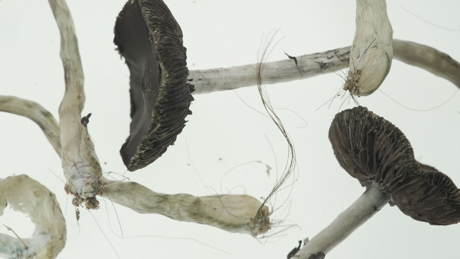 Kin (proyecto fotográfico)