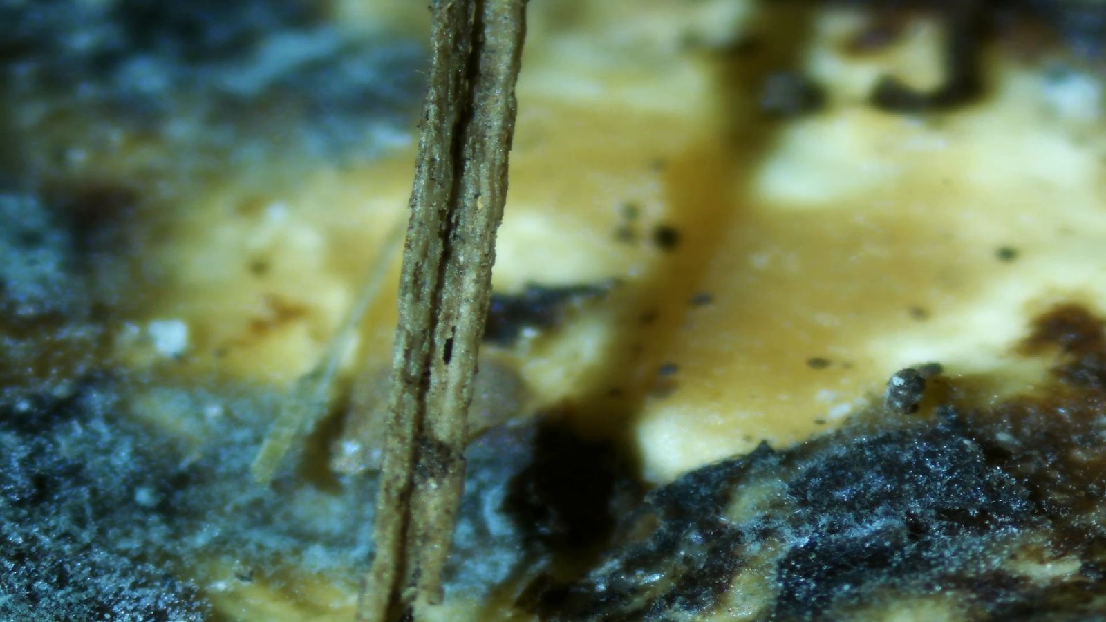 Micropaisajes de Nakusaka (vídeo)