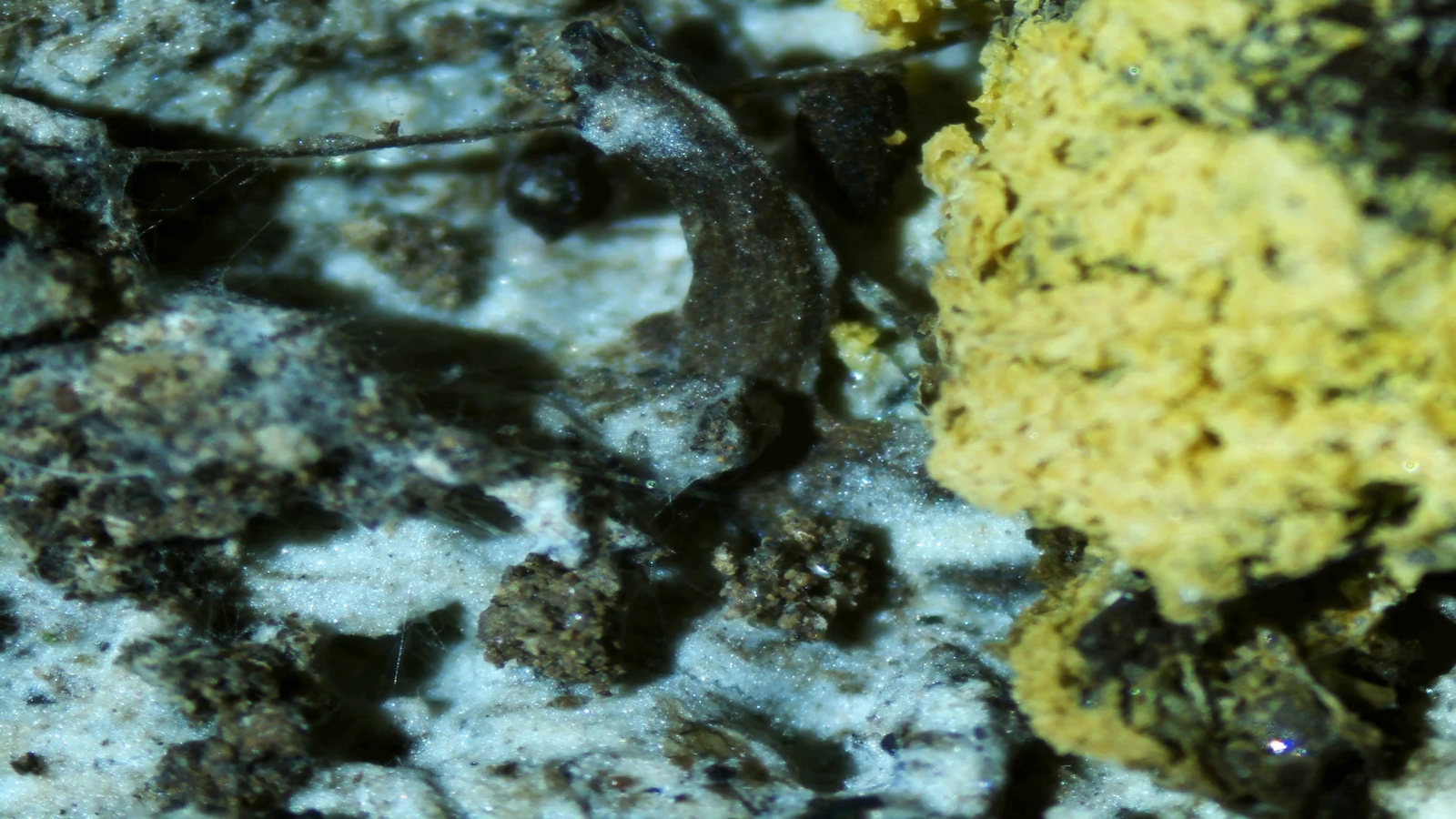 Micropaisajes de Nakusaka (vídeo)