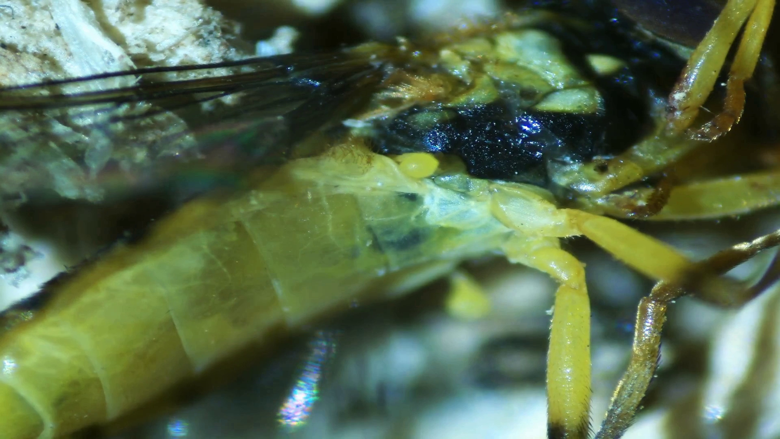 Micropaisajes de Nakusaka (vídeo)