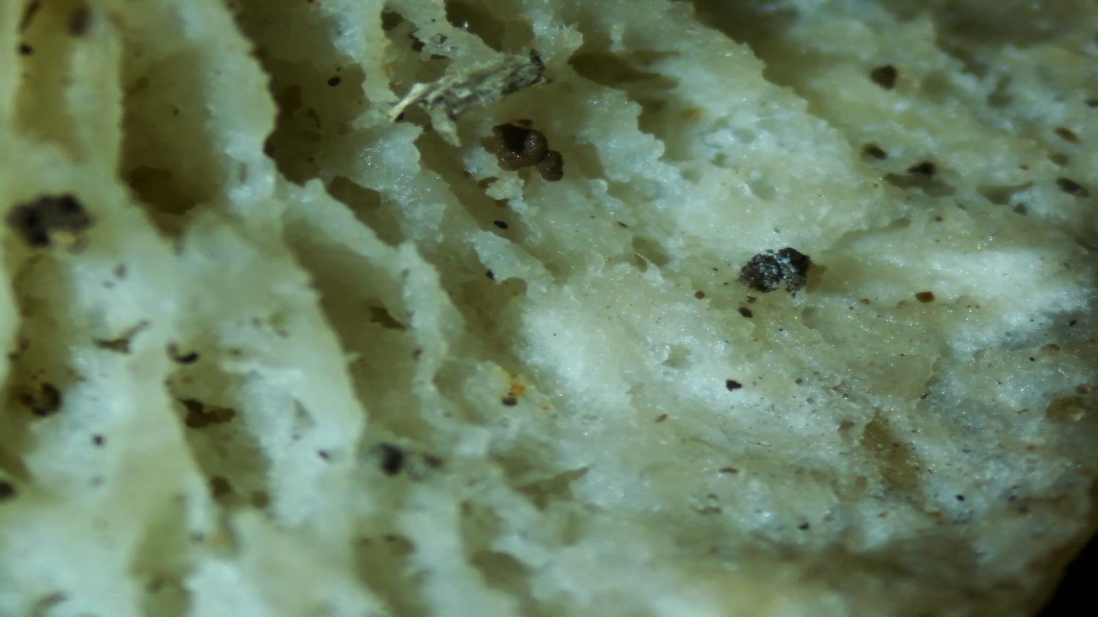 Micropaisajes de Nakusaka (vídeo)