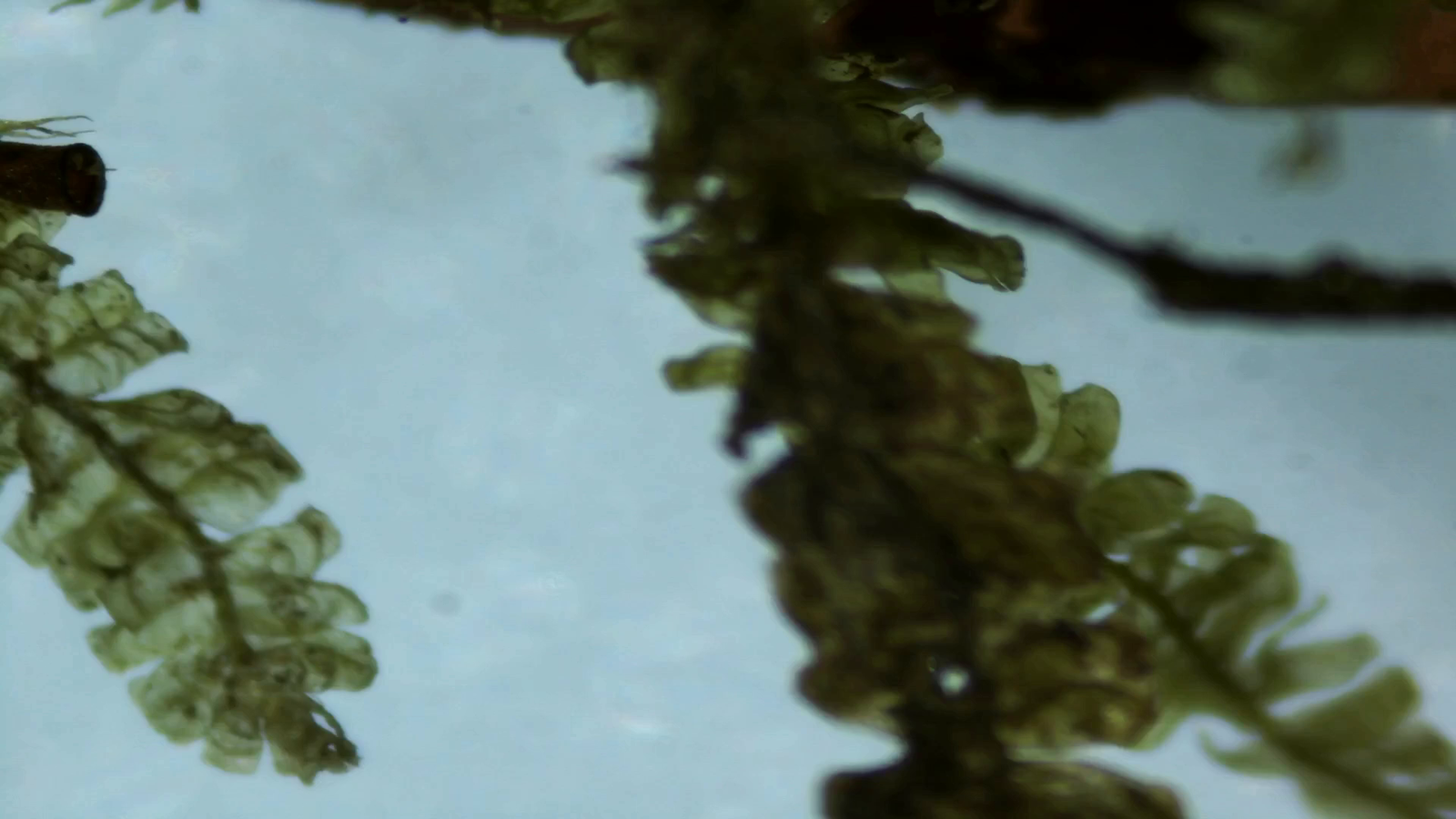 Micropaisajes de Nakusaka (vídeo)