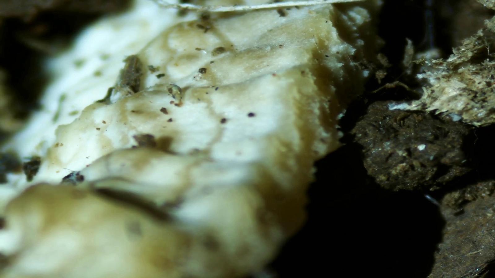 Micropaisajes de Nakusaka (vídeo)