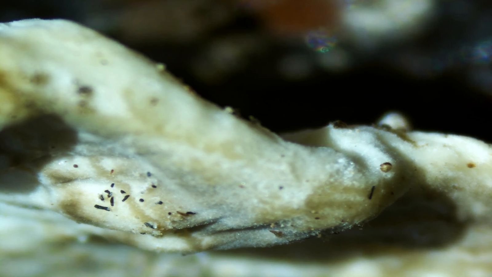 Micropaisajes de Nakusaka (vídeo)