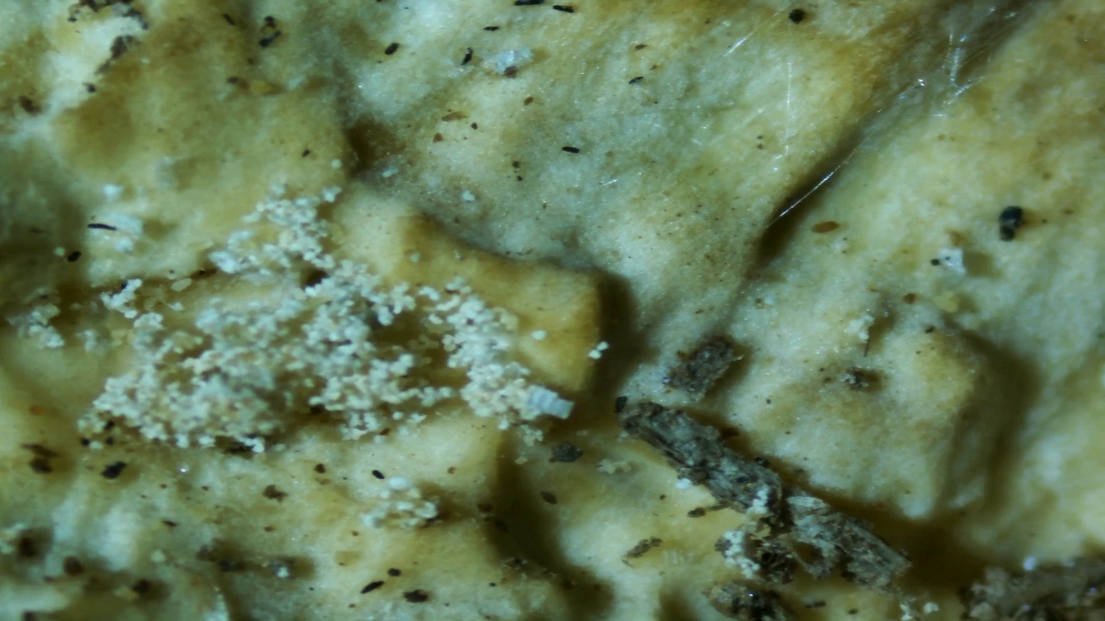 Micropaisajes de Nakusaka (vídeo)