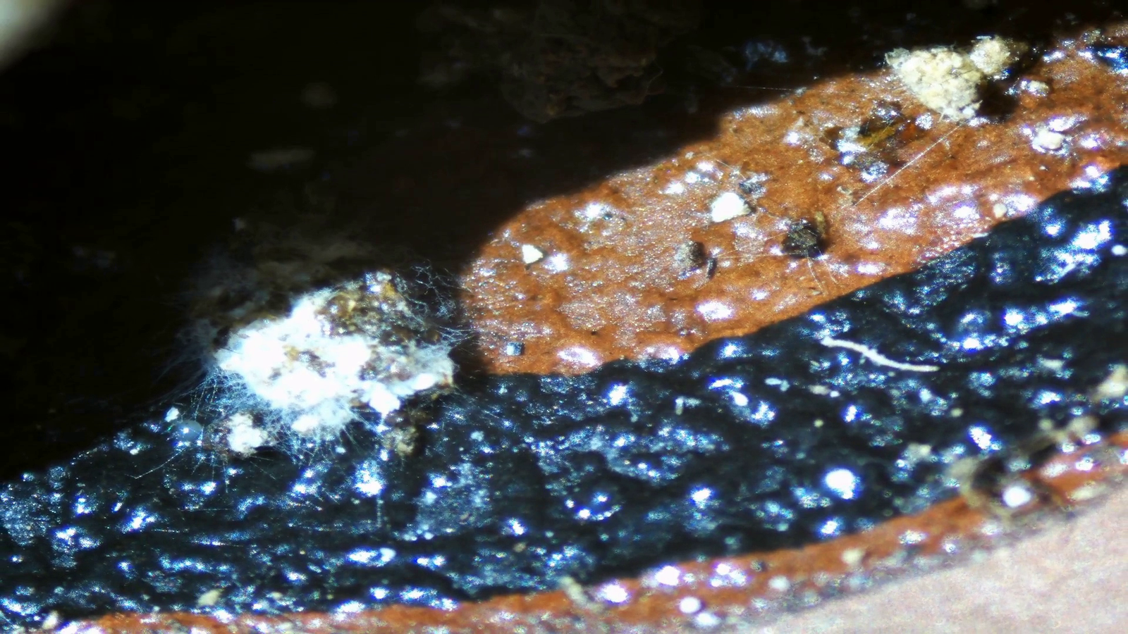 Micropaisajes de Nakusaka (vídeo)