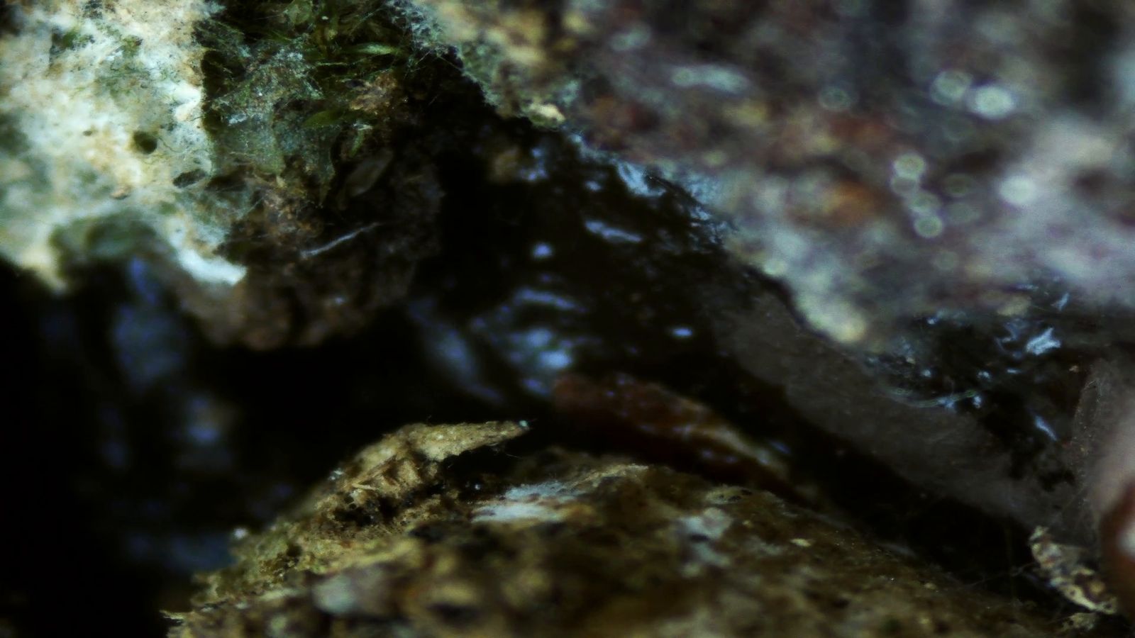 Micropaisajes de Nakusaka (vídeo)