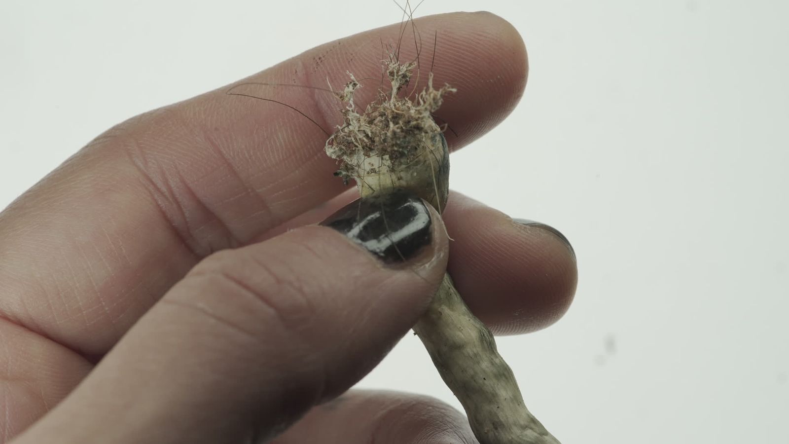 Kin (proyecto fotográfico)