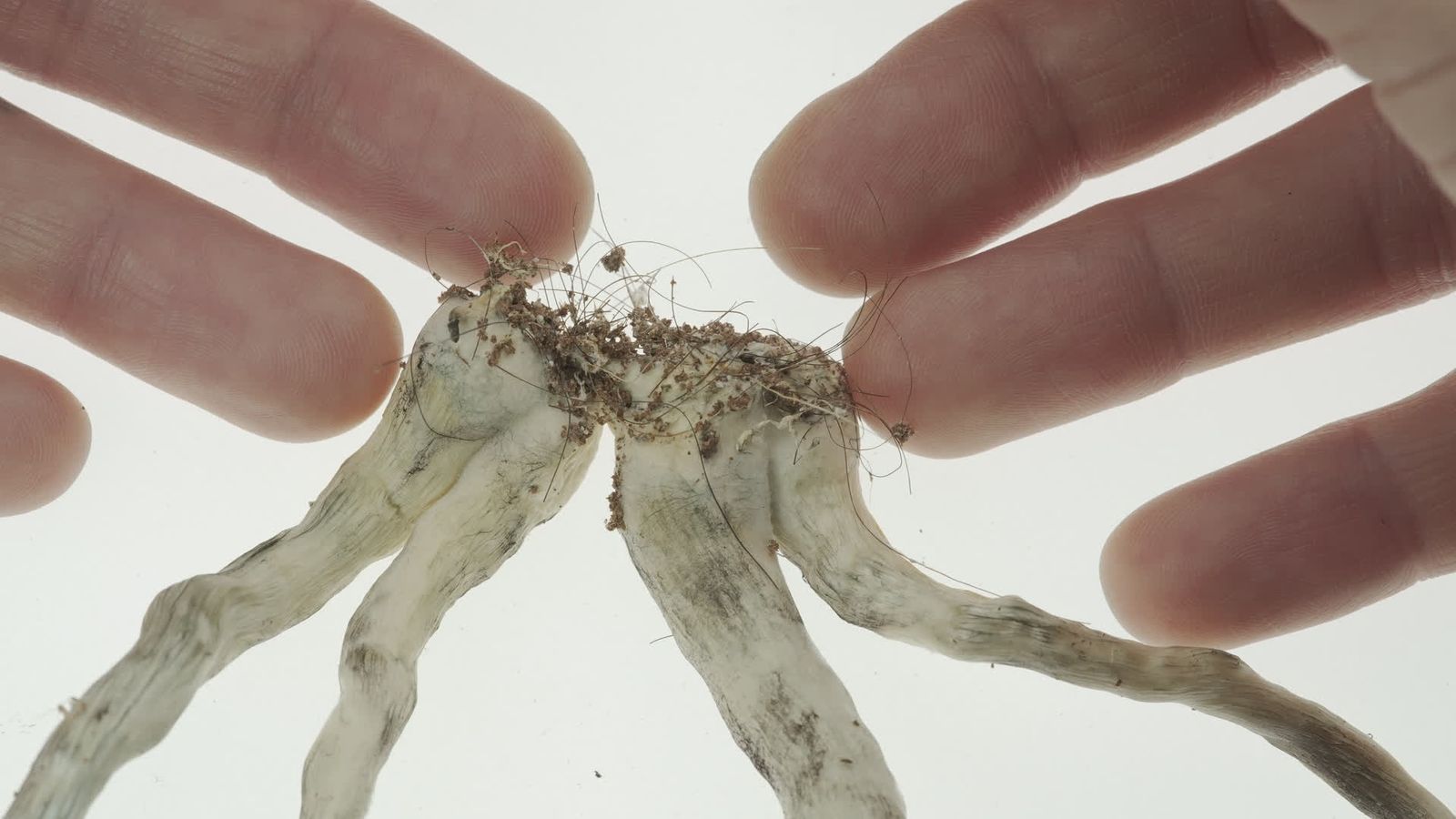 Kin (proyecto fotográfico)