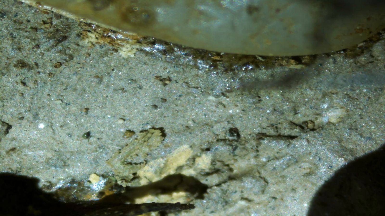 Micropaisajes de Nakusaka (vídeo)