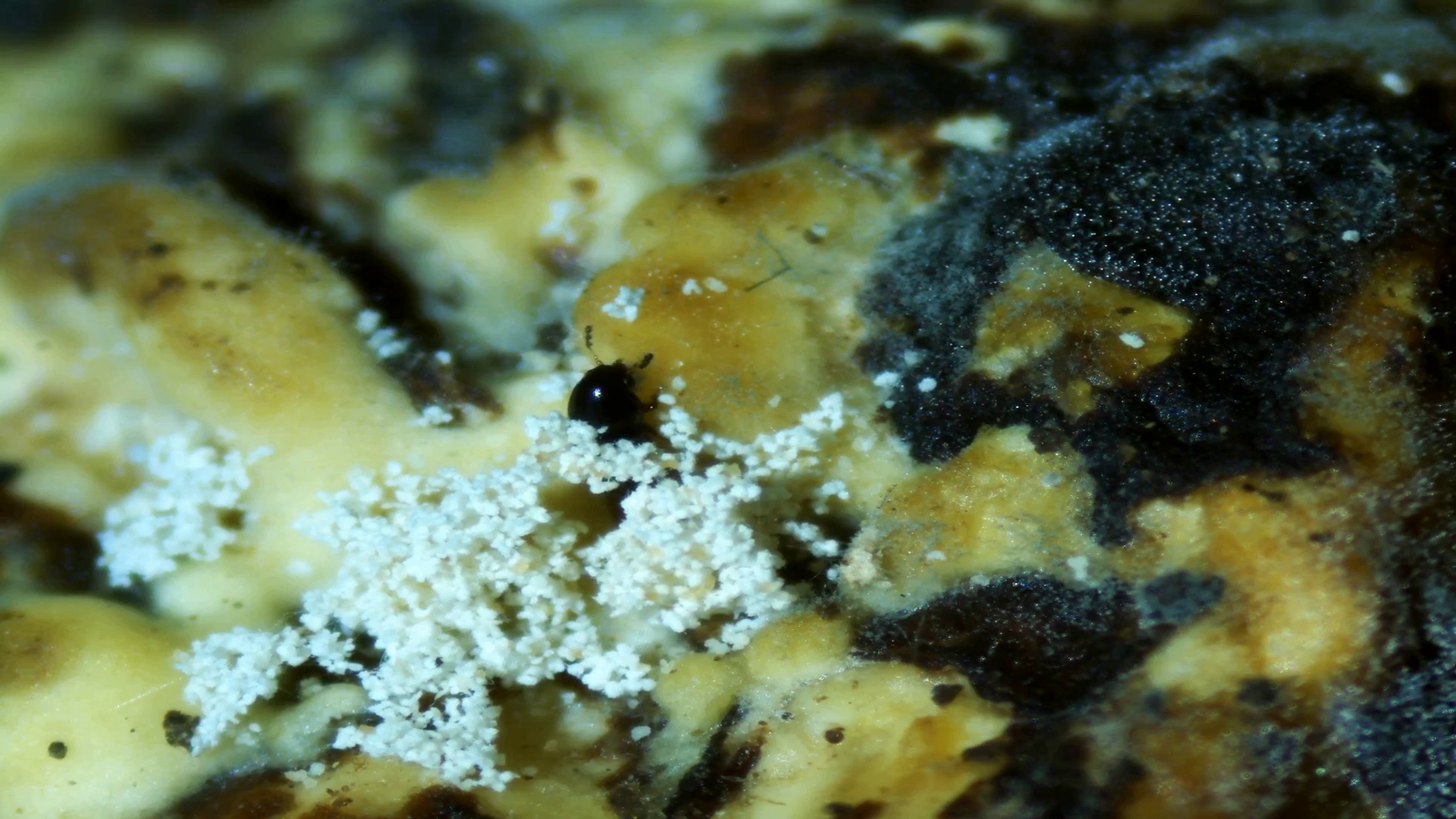 Micropaisajes de Nakusaka (vídeo)