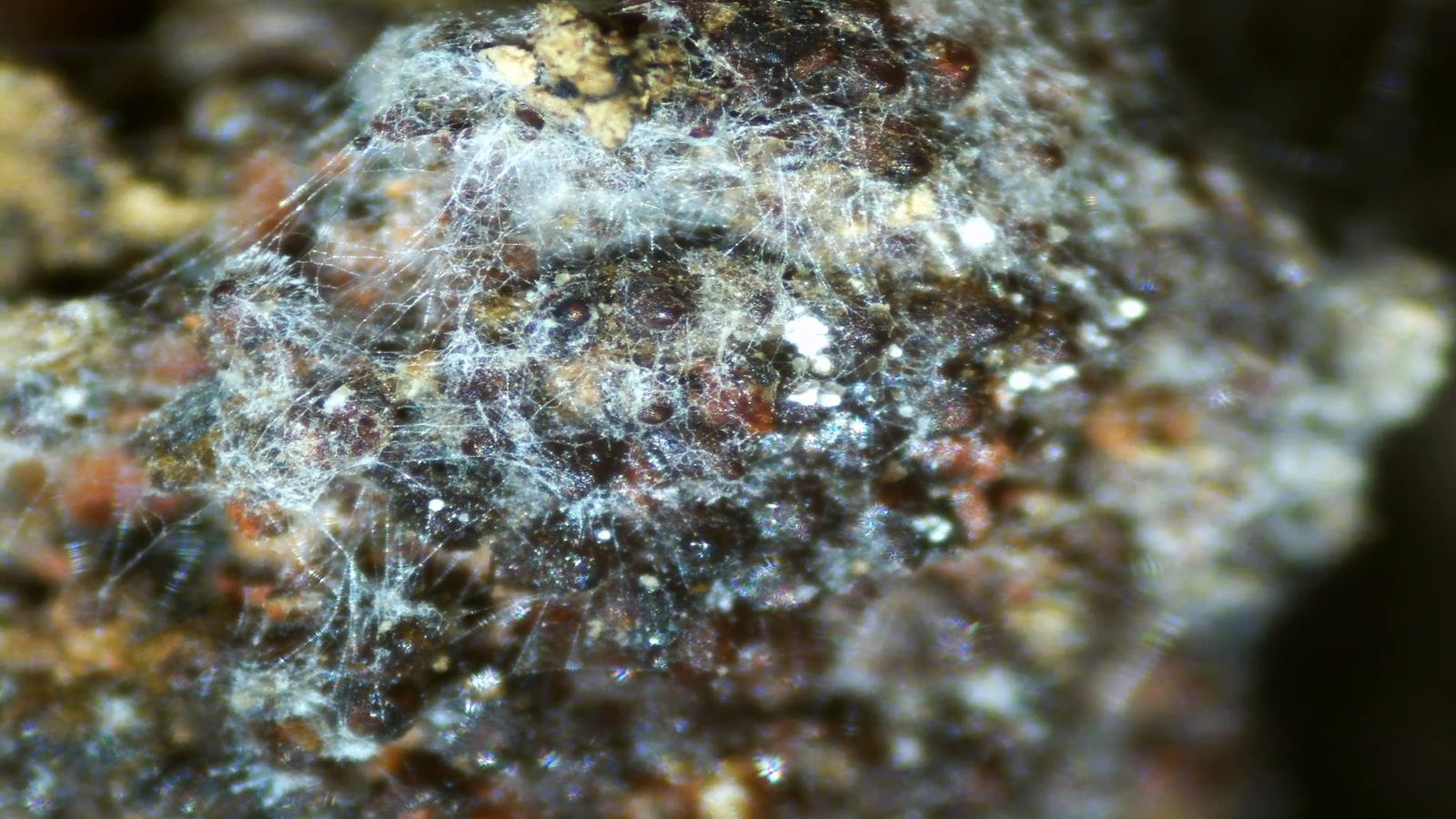 Micropaisajes de Nakusaka (vídeo)