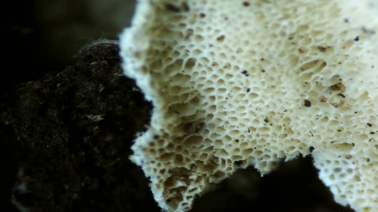 Micropaisajes de Nakusaka (vídeo)