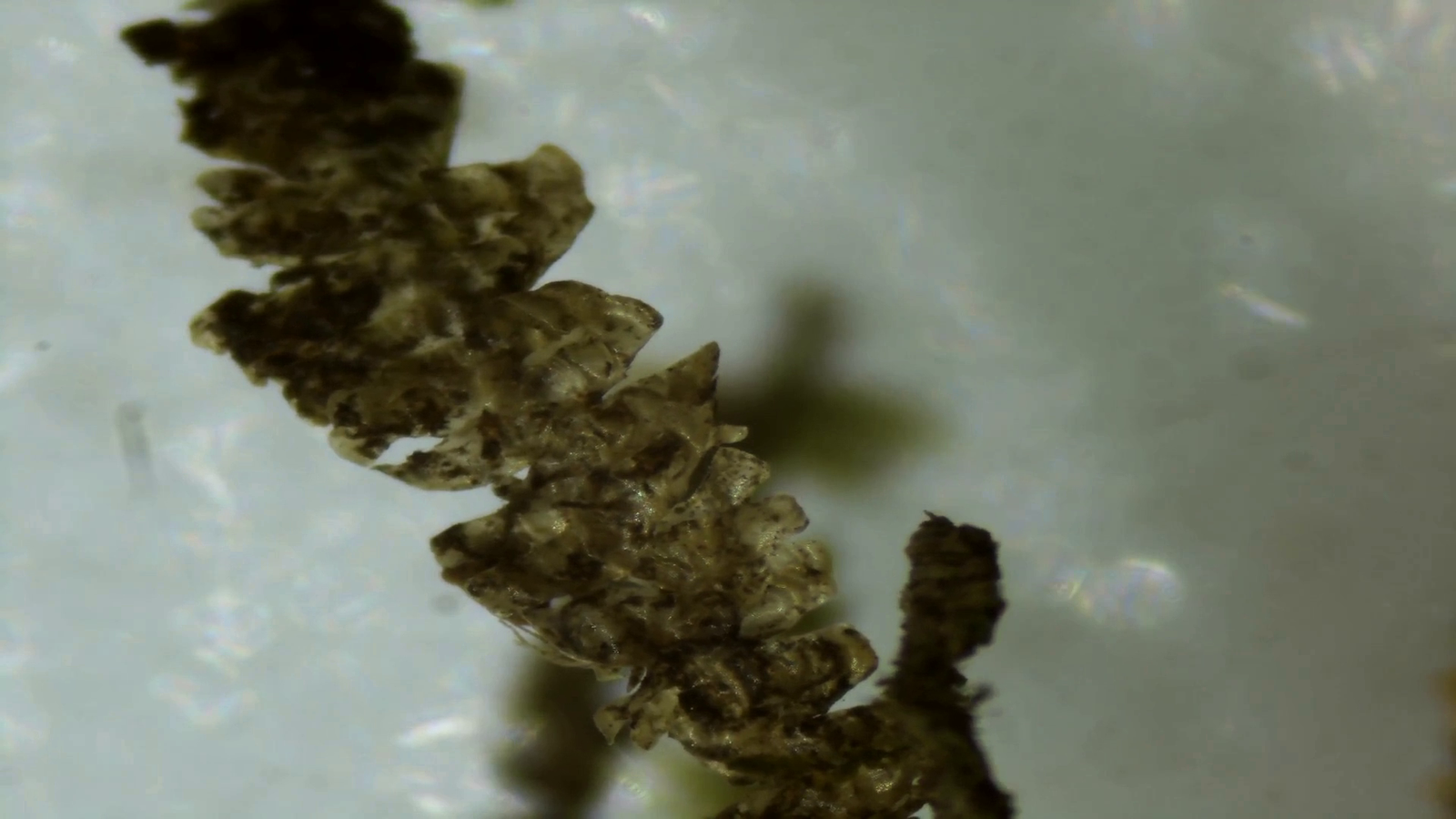 Micropaisajes de Nakusaka (vídeo)