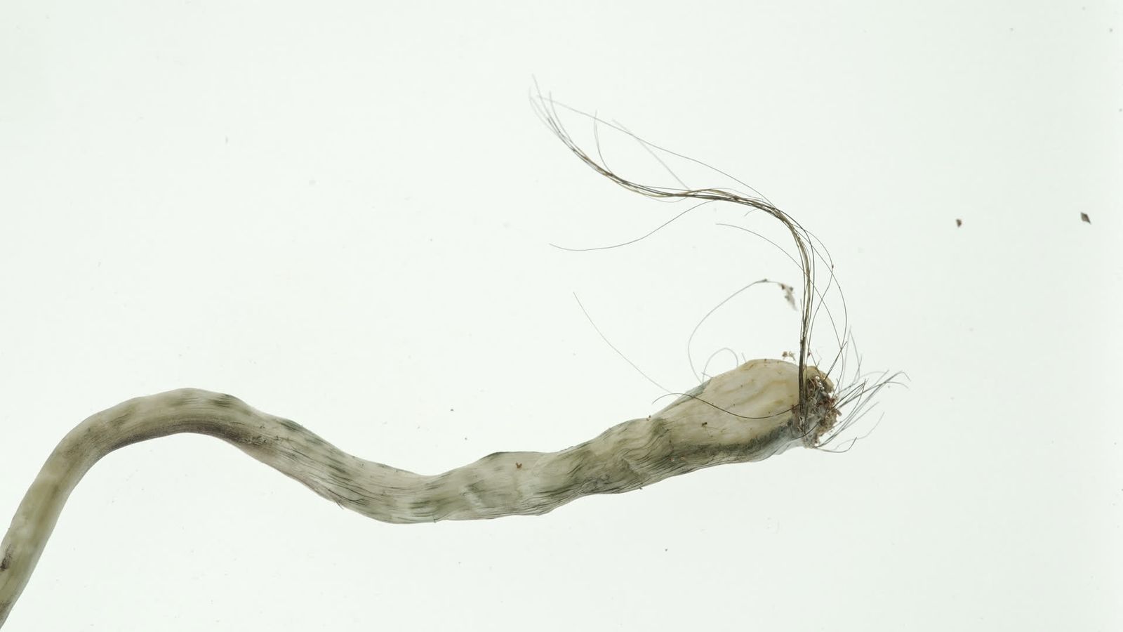 Kin (proyecto fotográfico)