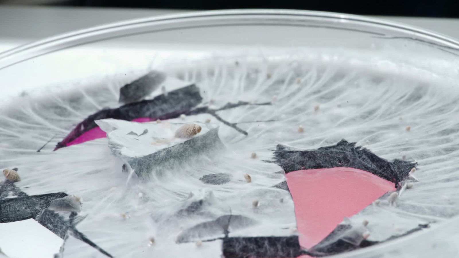 Metabolic Affair: Re-Rooted Bodies (performance)