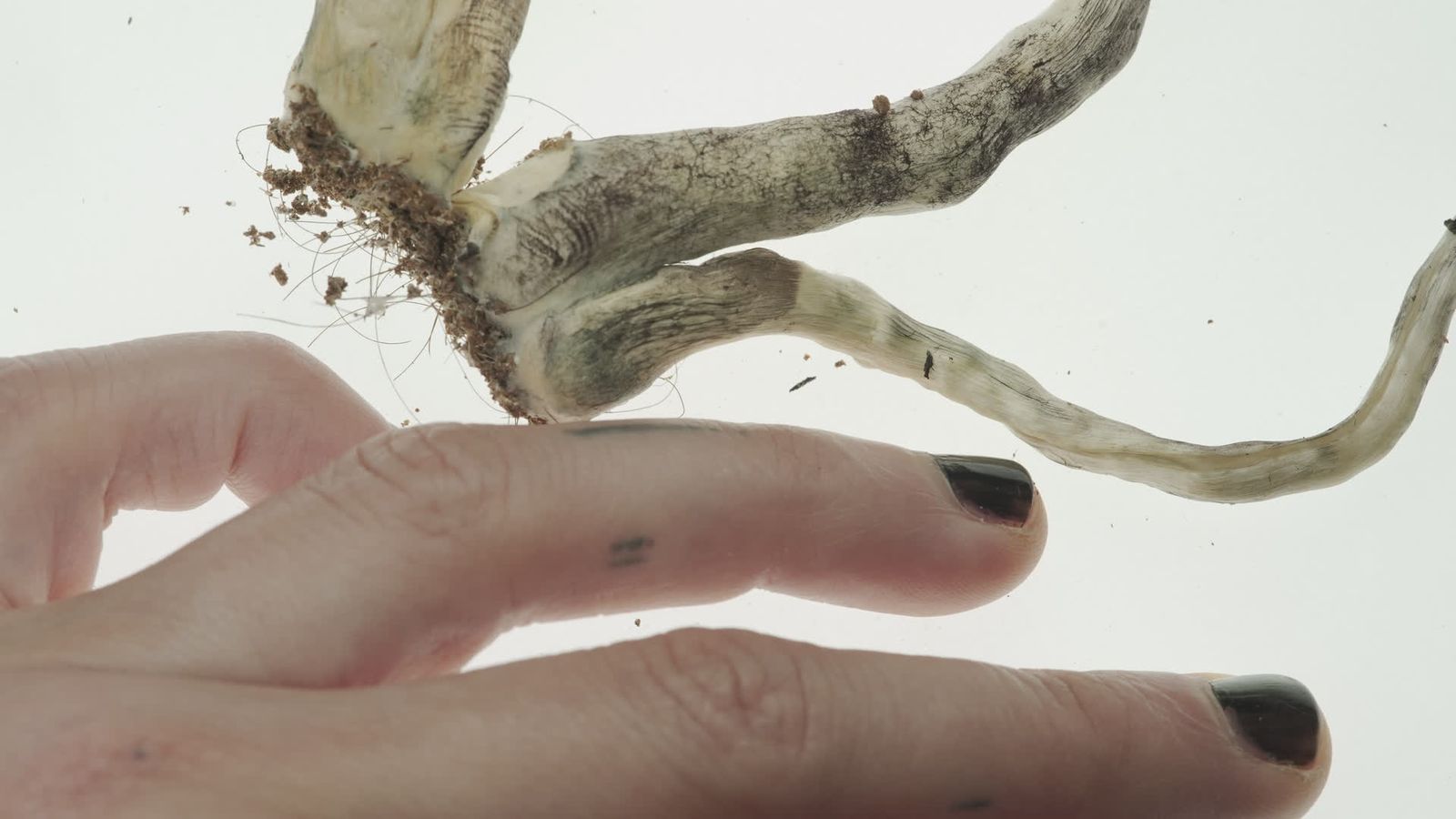 Kin (proyecto fotográfico)